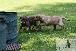 Welpen  24.05.2025 52